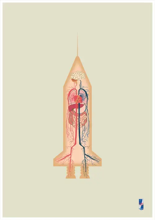 Red Bull – Anatomy